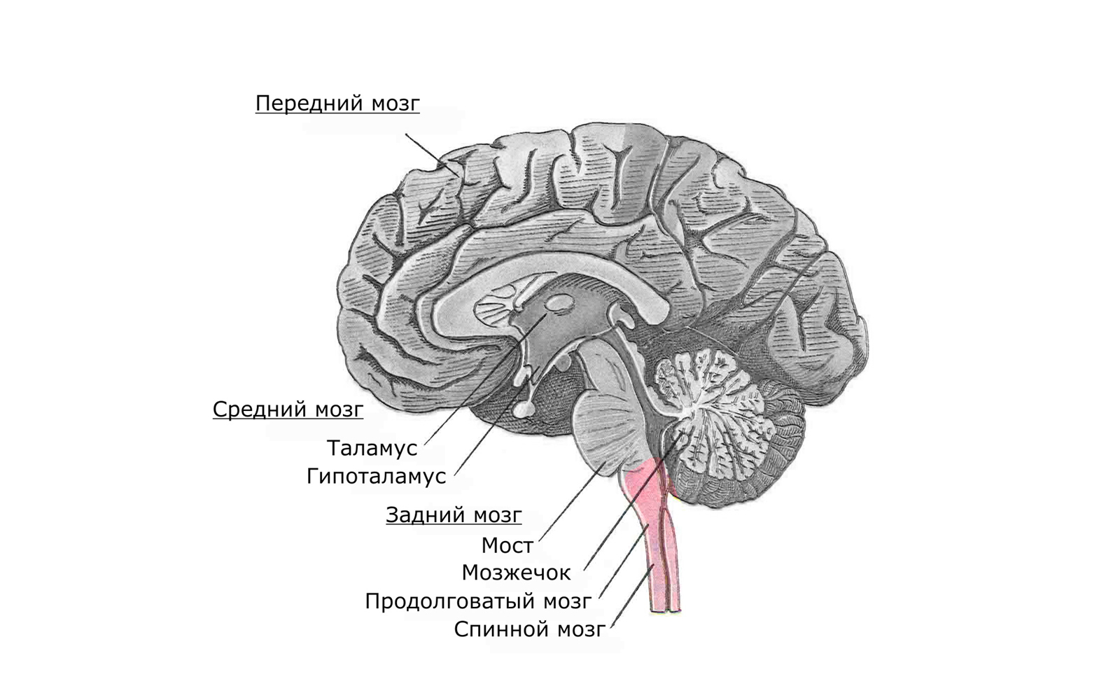 Мост головного мозга рисунок