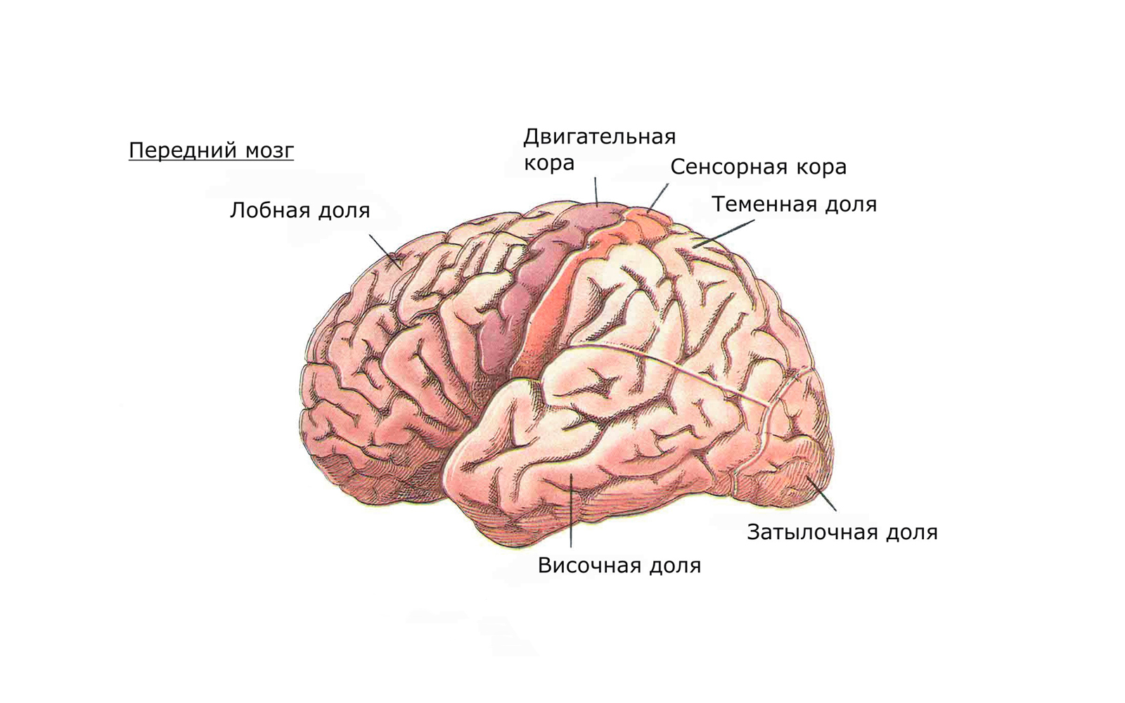 Строение головного мозга человека передний мозг
