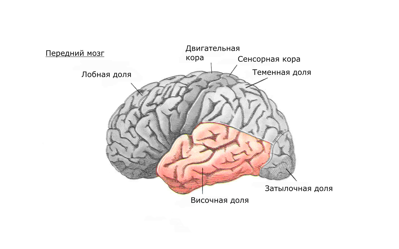 Передний мозг слабо развит. Строение височной доли мозга человека. Функции височной доли головного мозга. Лобная теменная височная затылочная доли.